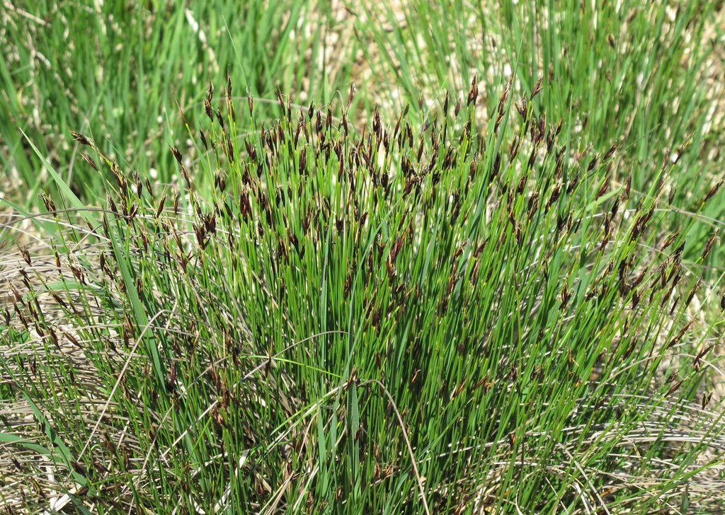 Schoenus ferrugineus